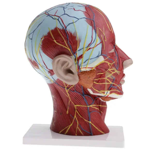 1:1 Life Size Median Section Human Head & Neck Anatomy Model