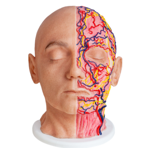 FACIAL INJECTION MANIKINS