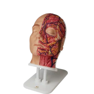 Handcrafted Anatomical Facial Injection Models