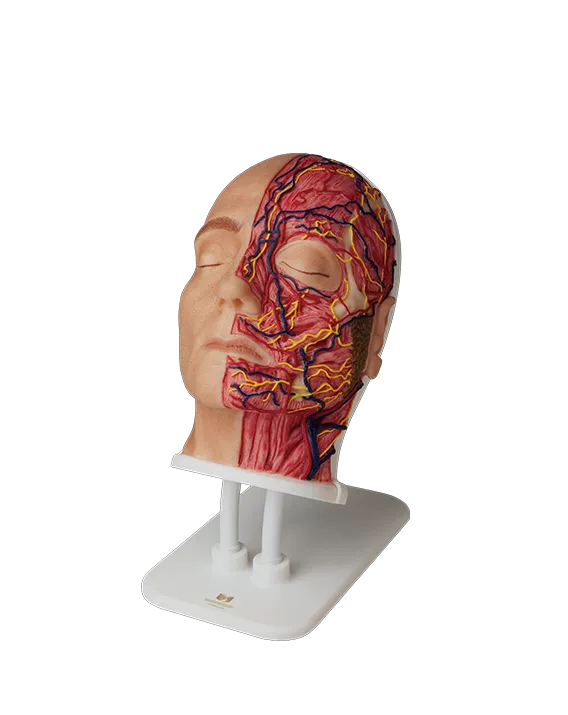 Handcrafted Anatomical Facial Injection Models